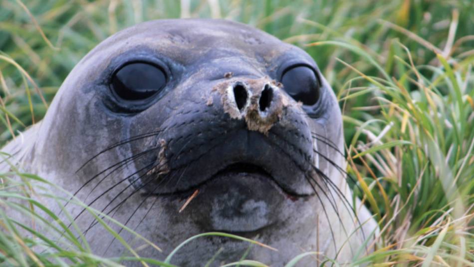 Curious Elephant seal pup | Rachel Imber