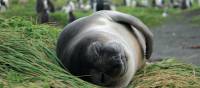Sleepy elephant seal pup lounging in the grass | Rachel Imber