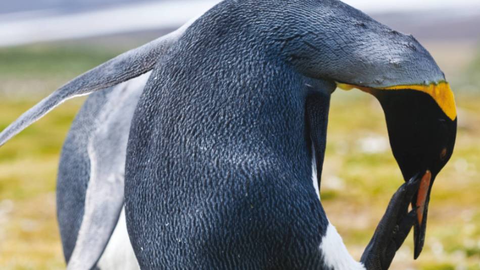 King Penguin, South Georgia | Peter Walton