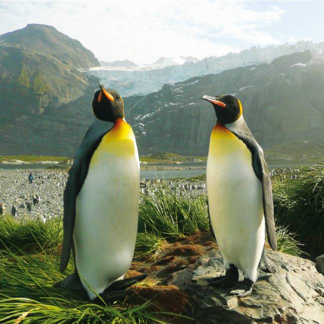 A pair of King Penguins, South Georgia, Antarctica | Alan Levy