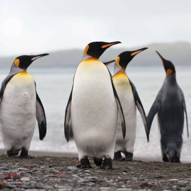 King Penguins on South Georgia | Peter Walton