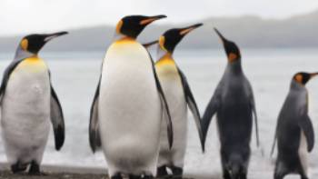 King Penguins on South Georgia