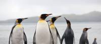 King Penguins on South Georgia | Peter Walton