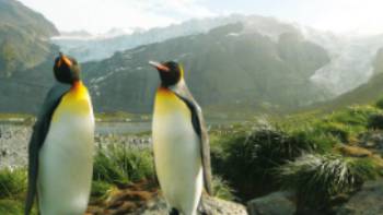 A pair of King Penguins, South Georgia, Antarctica