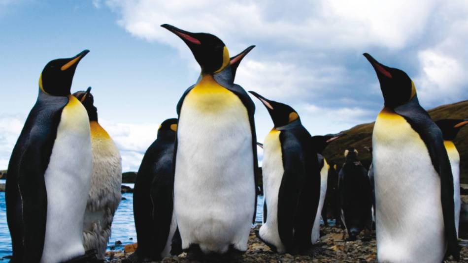 King penguins, South Georgia