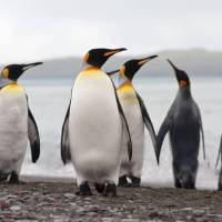 King Penguins on South Georgia | Peter Walton