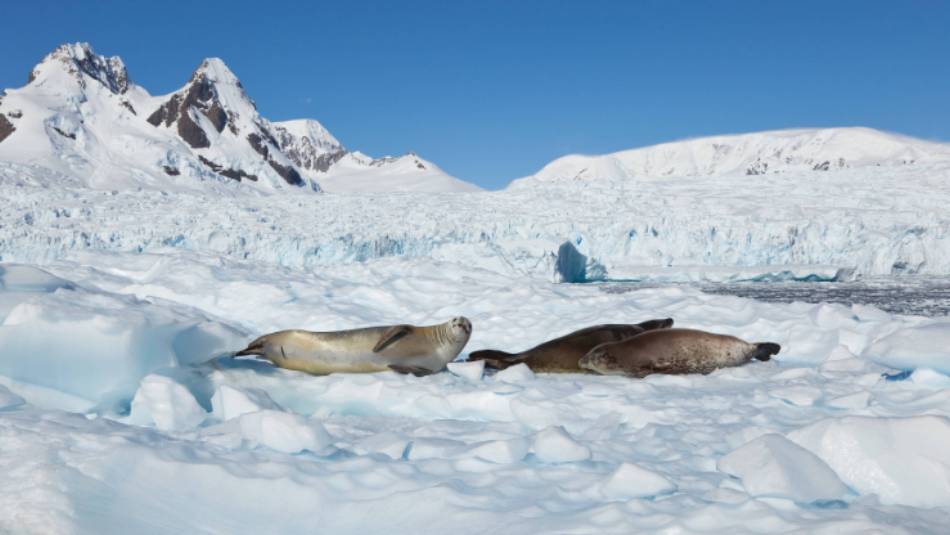 Seals relaxing in the Antarctic sun | Peter Walton