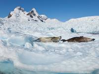 Seals relaxing in the Antarctic sun |  <i>Peter Walton</i>