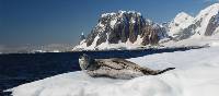 A leopard seal relaxes on the ice | Eve Ollington