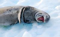 Leopard seal humour in Antarctica |  <i>Eve Ollington</i>