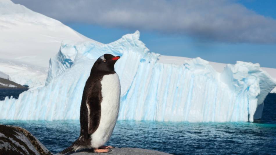 Lonely Gentoo Penguin, Antarctic Peninsula | Peter Walton