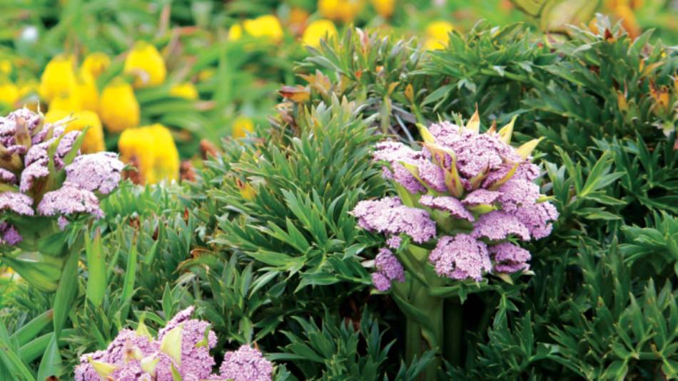 Megaherbs on Enderby Island | Rachel Imber
