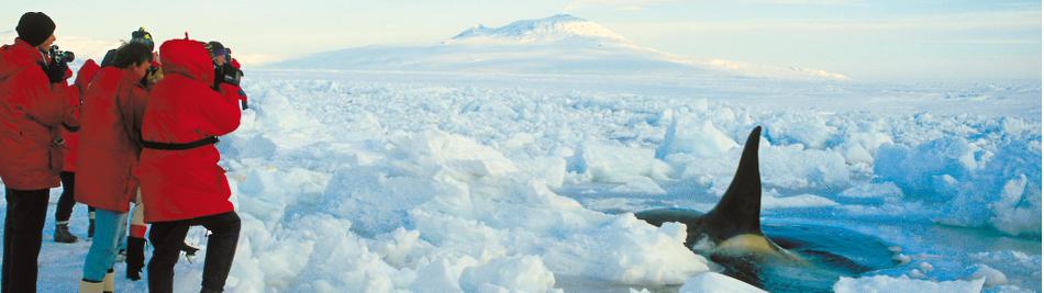 Close encounters with wildlife -  Photo: Greg Mortimer