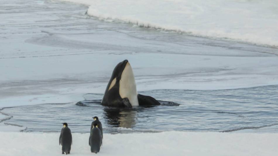 An orca whale eyes of a couple of Emperor Penguins in Antarctica