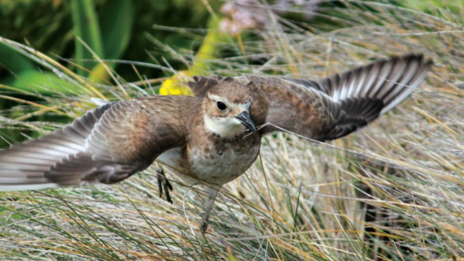 A Pippit takes flight | Rachel Imber
