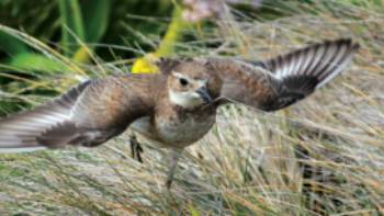 Pippit Enderby Island New Zealand Sub Antarctic Islands,Rachel Imber A Pippit takes flight