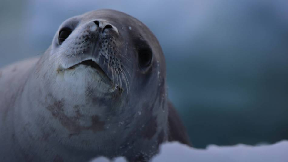 A Crabeater Seal poses for the camera | Glenn Dawson
