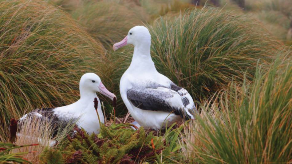 Southern Royal Albatross on Campbell Island, New Zealand | Glenn Dawson