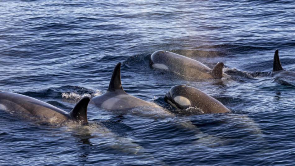 A pod of Orca in Antarctica | Sara Jenner