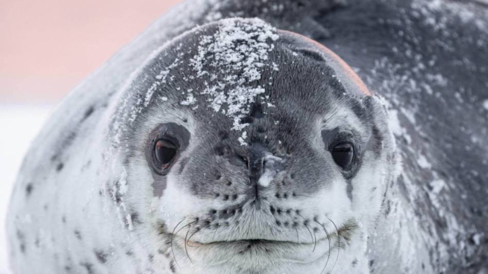 A leopard seal basks on the ice, Antarctica | Sara Jenner