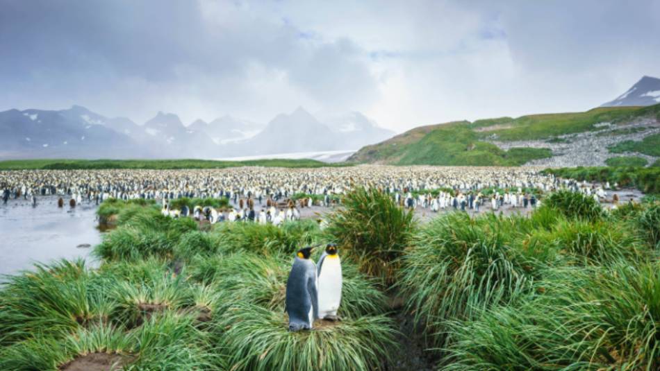 The mass of wildlife at Salisbury Plain, South Georgia | Dietmar Denger