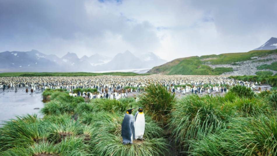 The mass of wildlife at Salisbury Plain, South Georgia | Dietmar Denger