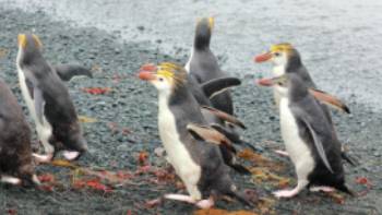 Sandy Bay Macquarie Island Sub Antarctic Islands,Rachel Imber Royal Penguins waddling up the beach