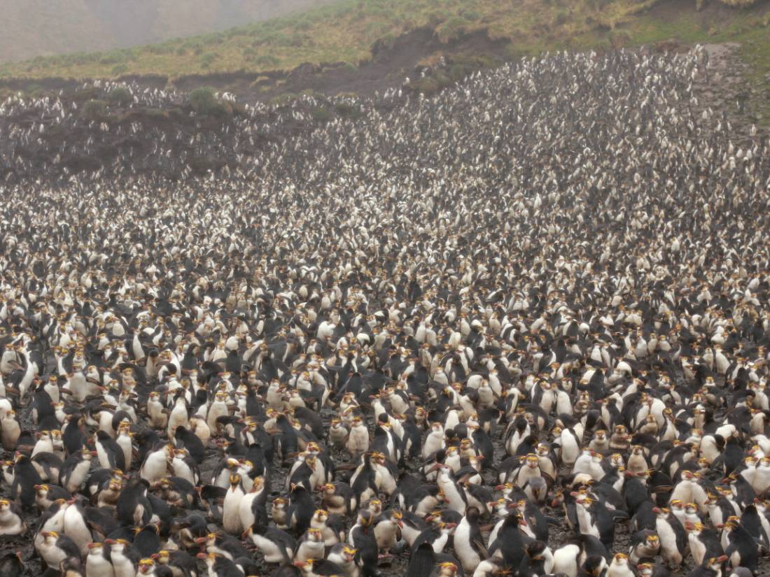 Royal Penguin colony at Sandy Bay |  <i>Rachel Imber</i>