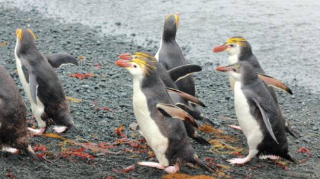 Royal Penguins waddling up the beach | Rachel Imber