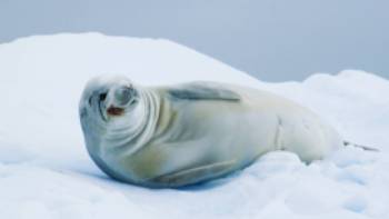 A crabeater seal, Antarctic Peninsula