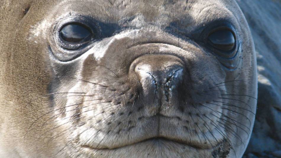 Seal close up Antarctica | Monique Perres