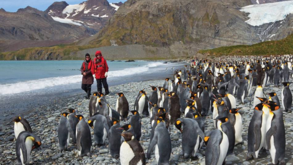 King Penguins on South Georgia | Peter Walton
