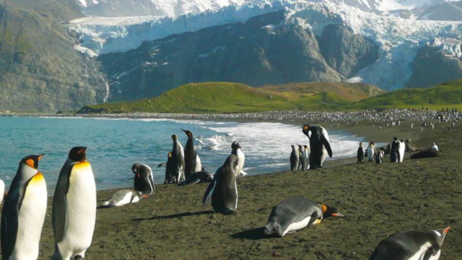 The raw beauty of South Georgia's landscape is breathtaking | Alan Levy