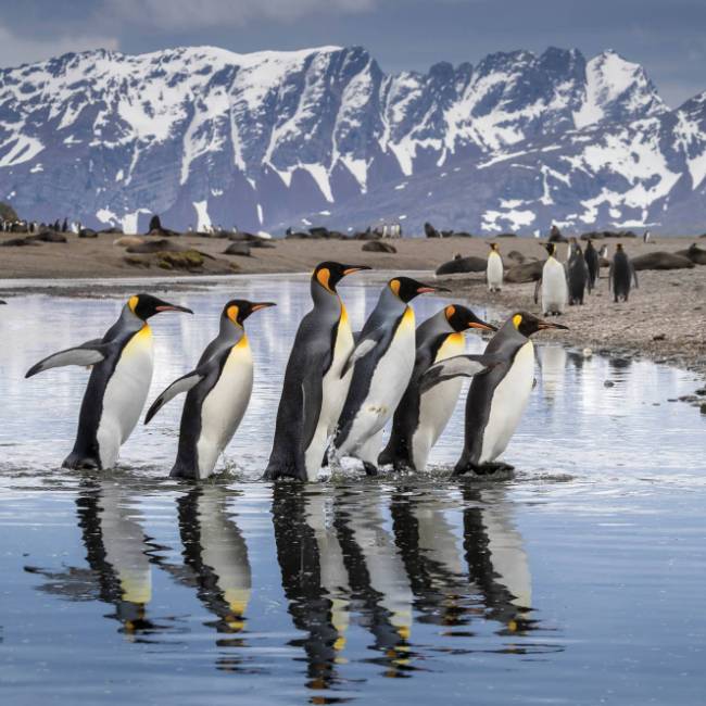 King Penguin parade on South Georgia | Richard I'Anson