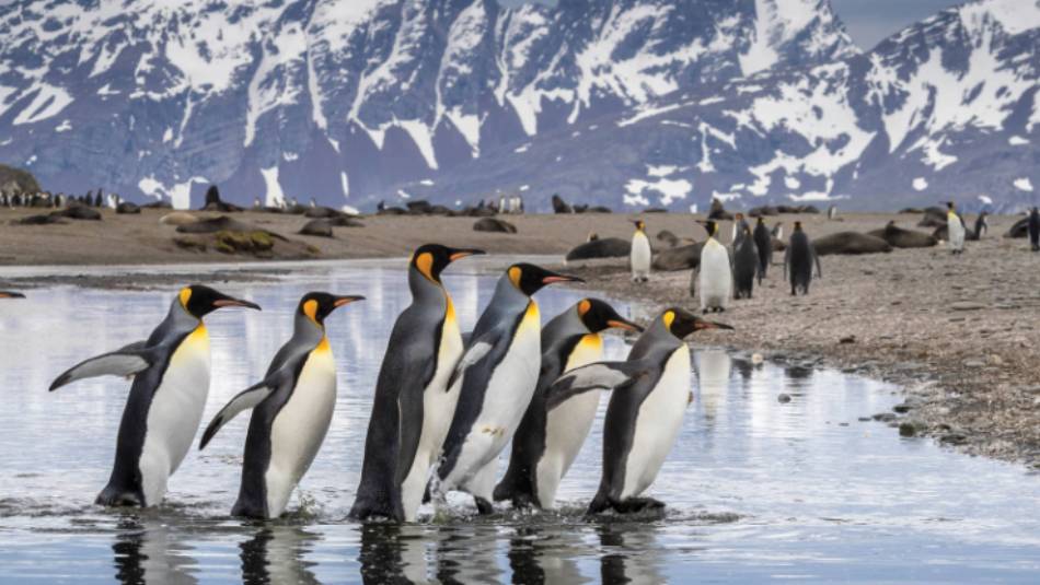 King Penguin parade on South Georgia | Richard I'Anson