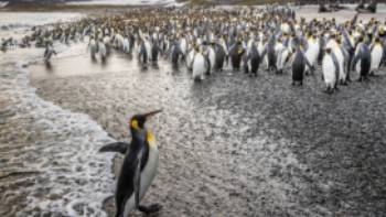 South Georgia Sub Antarctic,Richard I'Anson South Georgia's breathtaking scenery and huge numbers of wildlife make it a 'must see'