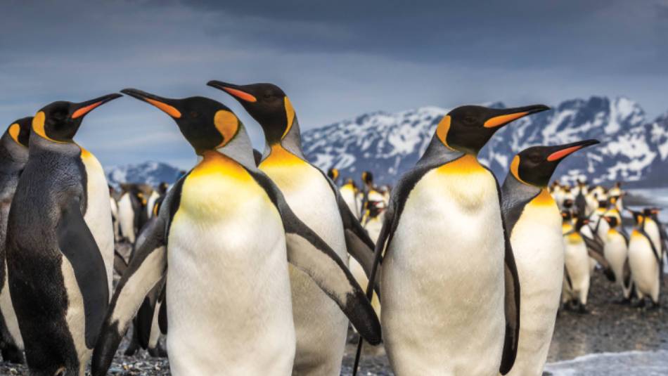 South Georgia's breathtaking scenery and huge numbers of wildlife make it a 'must see' | Richard I'Anson