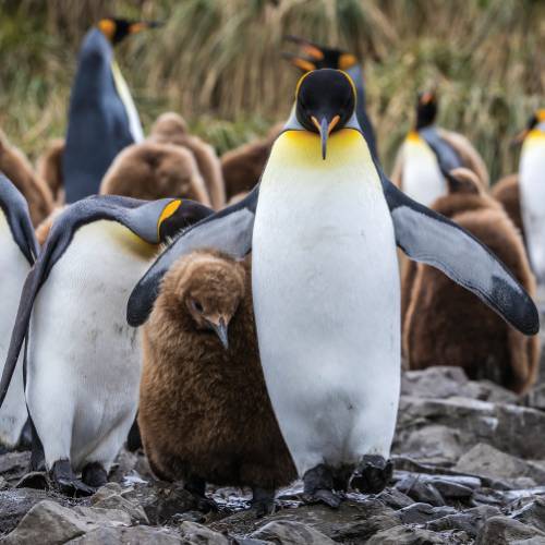 A King Penguin keeps a close eye on it's chick