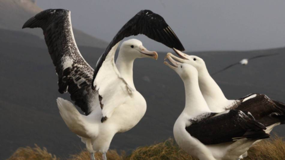 Southern Royal Albatross, Campbell Island | T Bickford