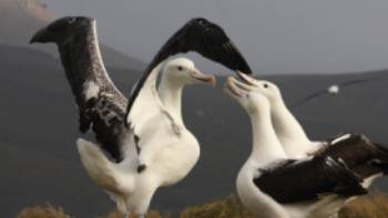 Southern Royal Albatross,T Bickford Southern Royal Albatross, Campbell Island