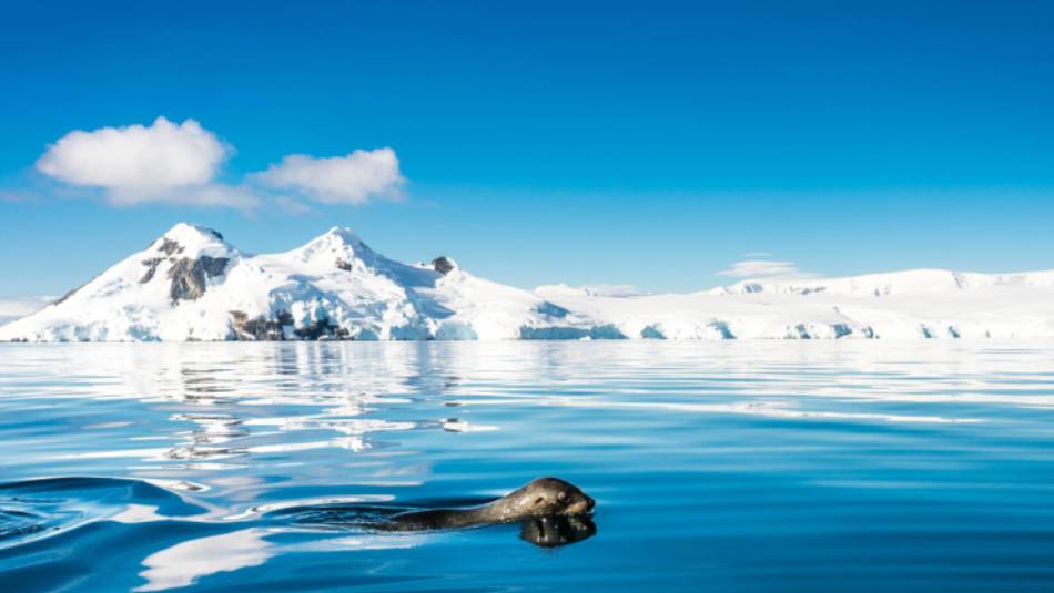 A fur seal navigates it's way gracefully across the cool Antarctic waters | Dietmar Denger
