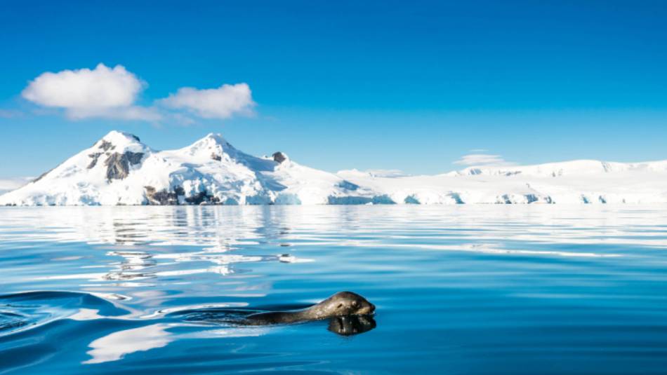 A fur seal navigates it's way gracefully across the cool Antarctic waters | Dietmar Denger