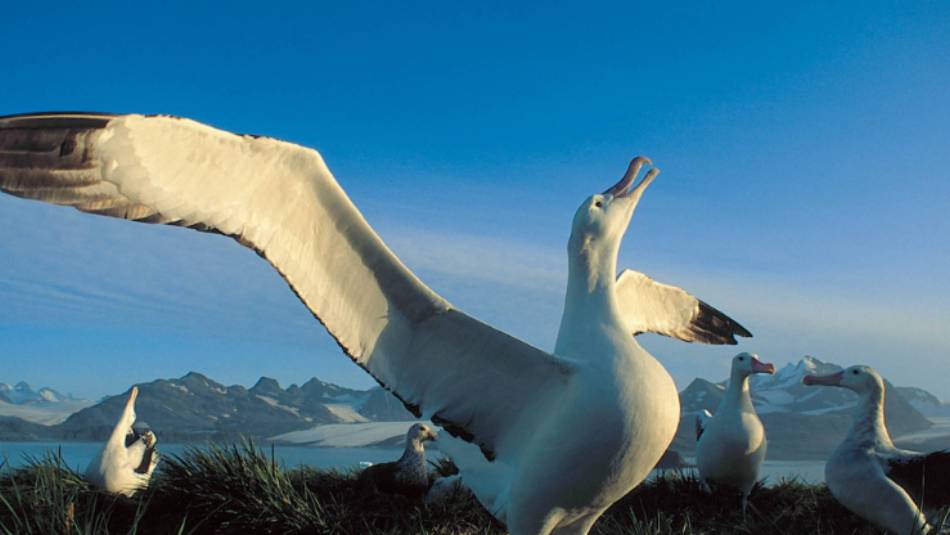 The majestic Wandering Albatross | Rinie van Meurs