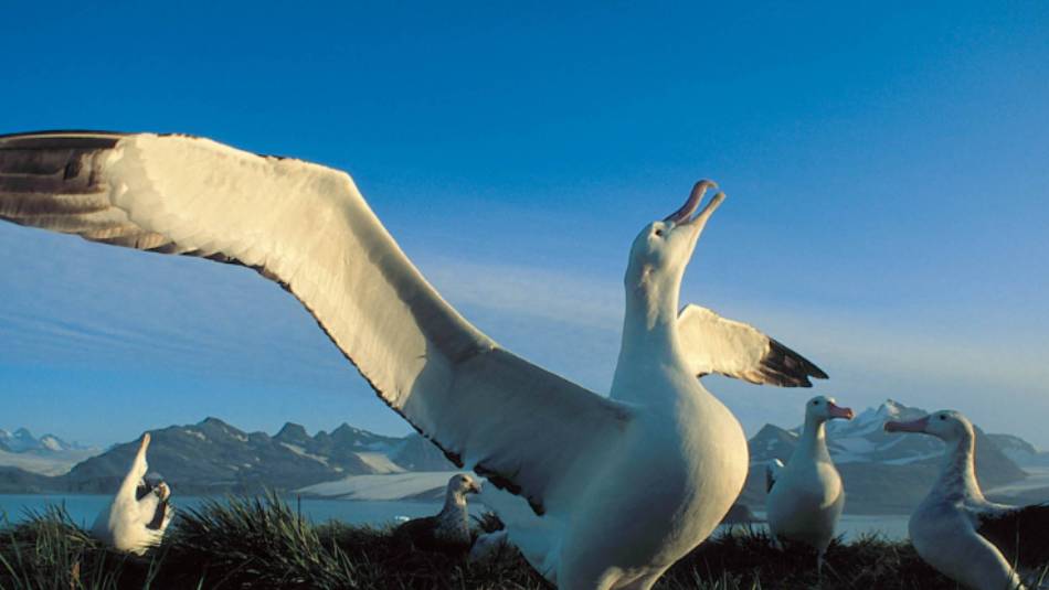The majestic Wandering Albatross | Rinie van Meurs