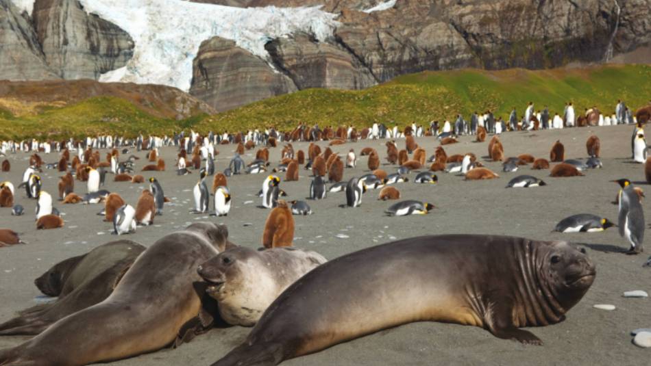 Antarctic wildlife at South Georgia | Peter Walton