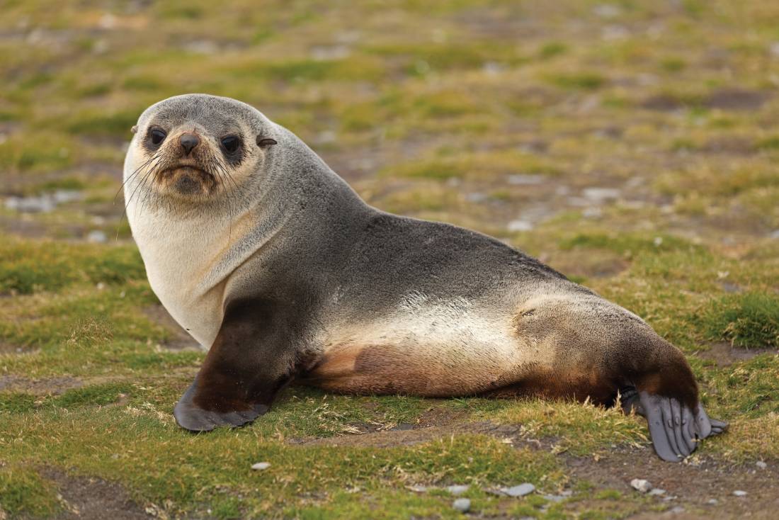 Young fur seal |  <i>Peter Walton</i>