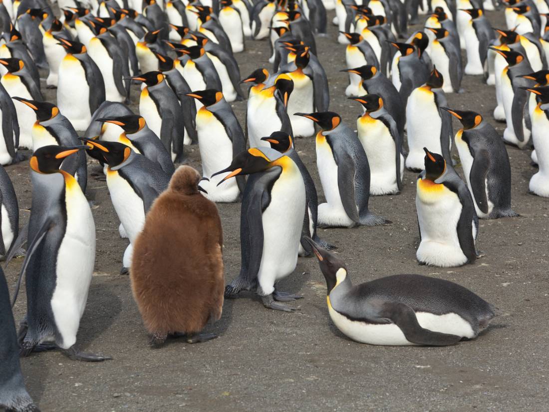 One young amongst the old King Penguins, South Georgia |  <i>Peter Walton</i>