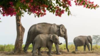 Kaziranga National Park,Assam Bengal Navigation A family of elephants, Kaziranga National Park