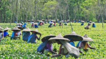 Tea estate Assam,Assam Bengal Navigation Tea is a major commodity in Assam