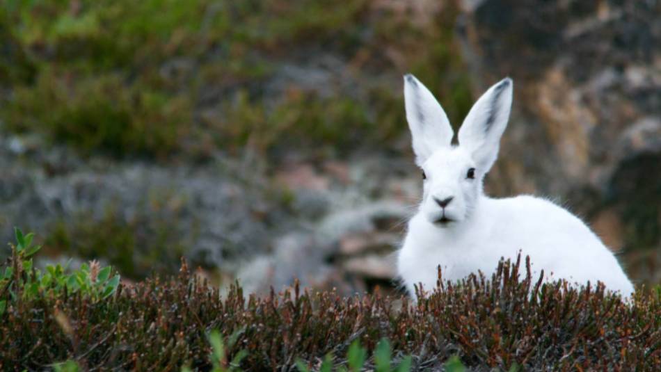 An Arctic Hare stays low on the tundra